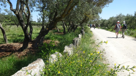 Reprise sur les chemins entourés d'oliviers 